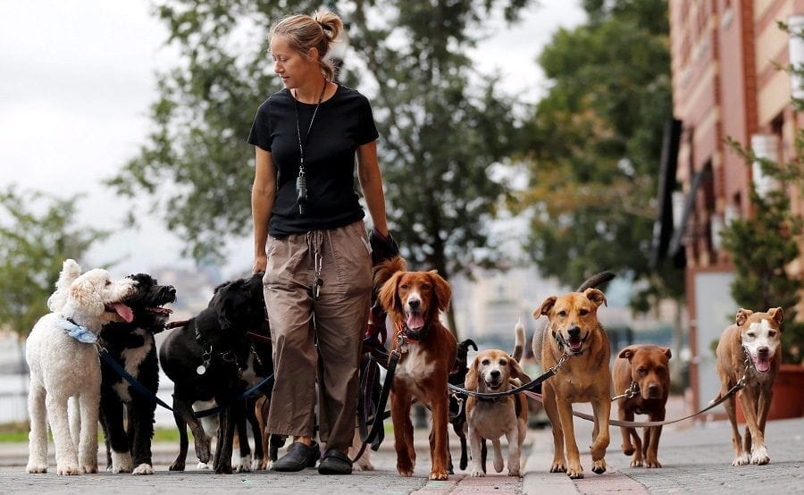 The Difference Between Pet Sitters, Dog Walkers, and Boarding Services